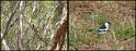 (16) Cuckoo Shrike, White-winged Triller